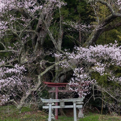 紅白の鳥居を覆う桜の枝ぶり（子授け櫻）の写真