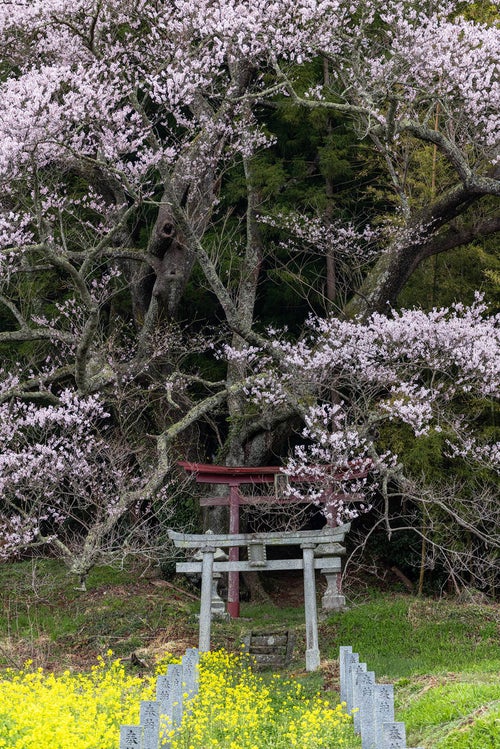 紅白の鳥居を覆う桜の枝ぶり（子授け櫻）の写真