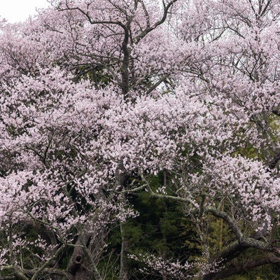 空に伸びるさくら子授け櫻の枝木の写真