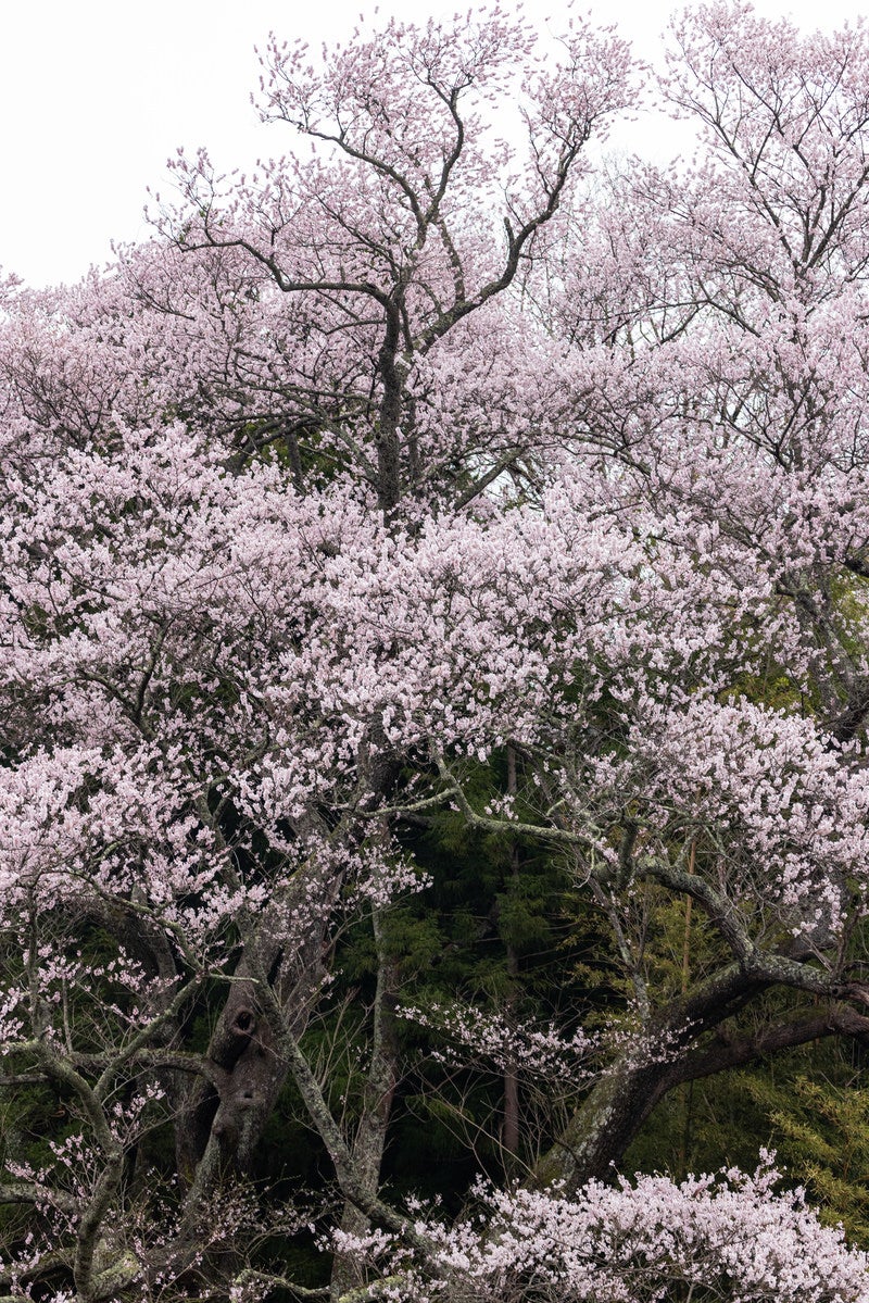 「満開に咲き乱れる子授け櫻」の写真
