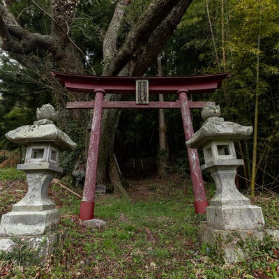 赤い鳥居と大和田稲荷神社へ続く道の写真