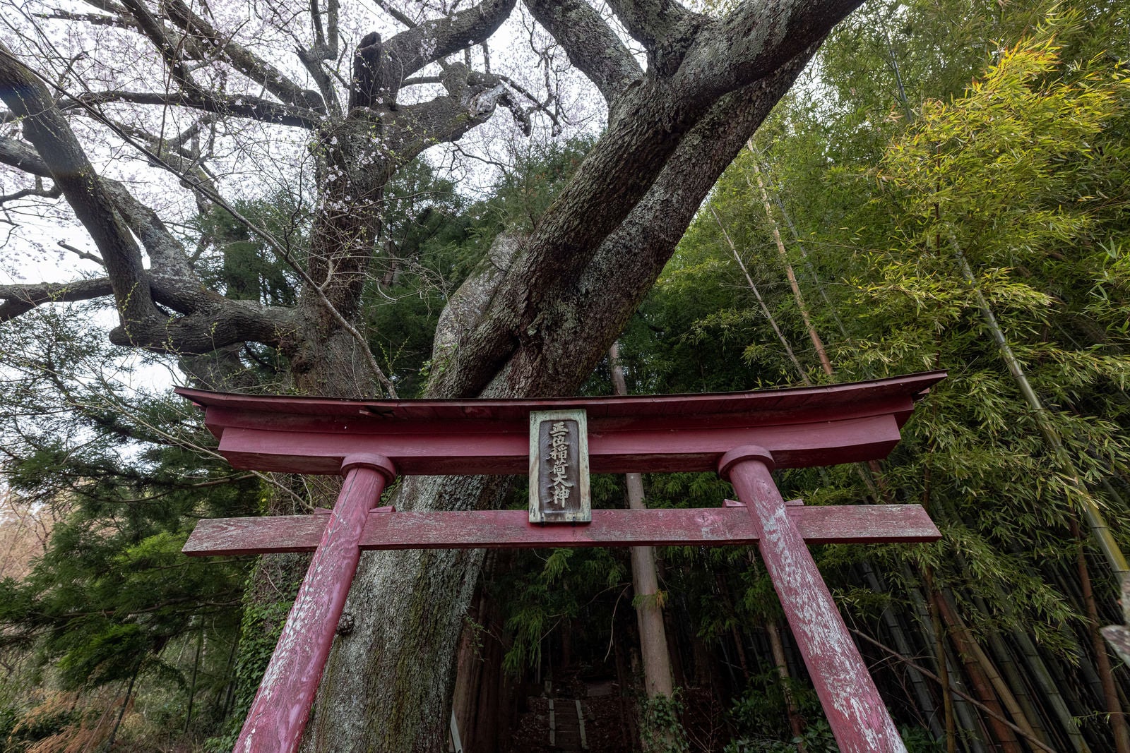 「大きな子授け櫻の幹と赤い鳥居」の写真