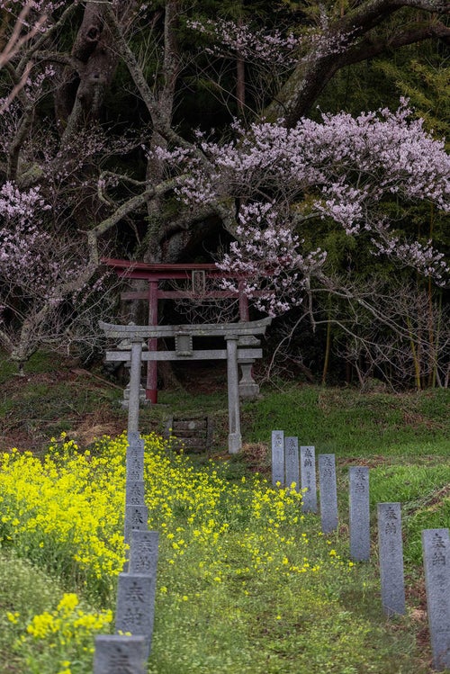 大和田稲荷神社へと続く奉納石柱と鳥居の写真