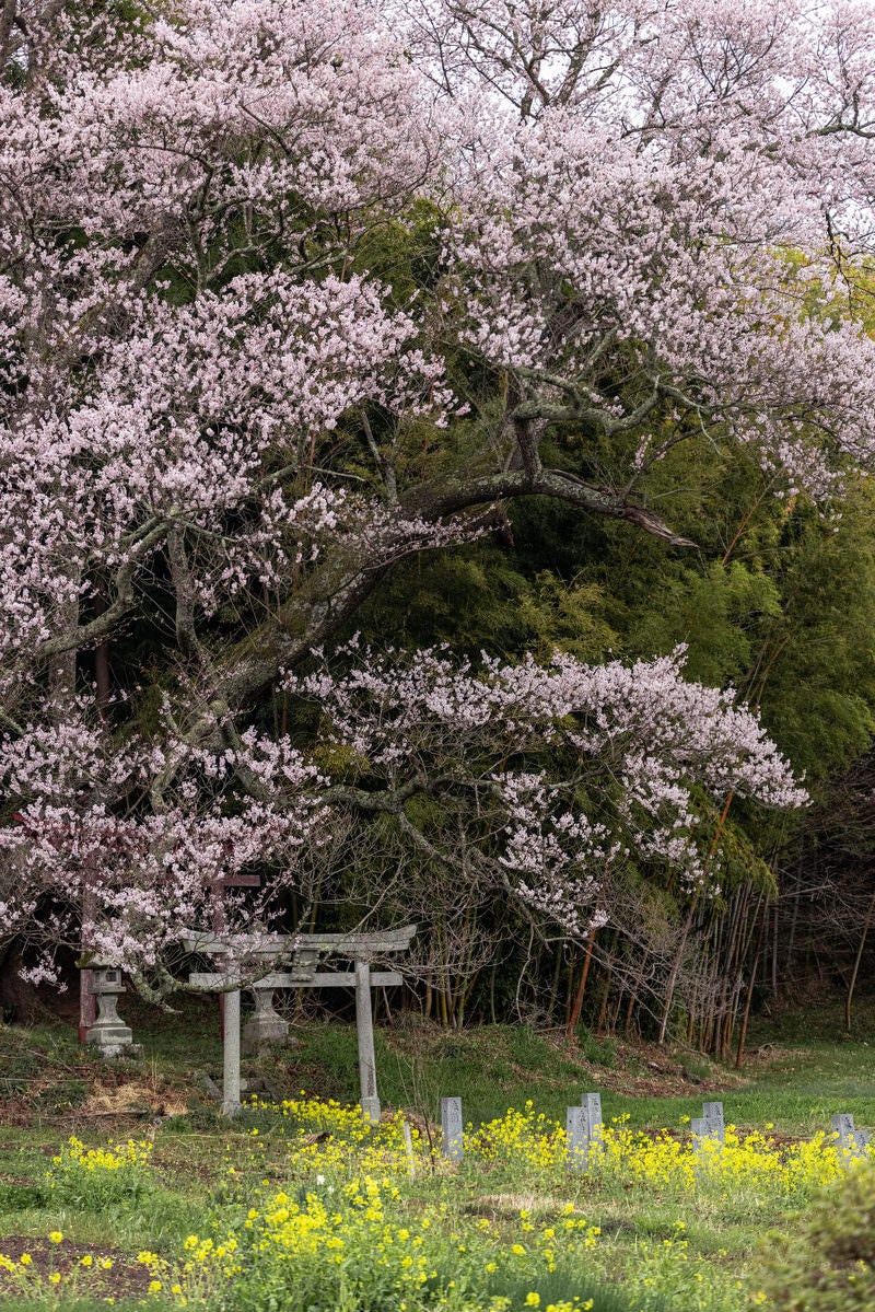 「春の草花と子授け櫻」の写真