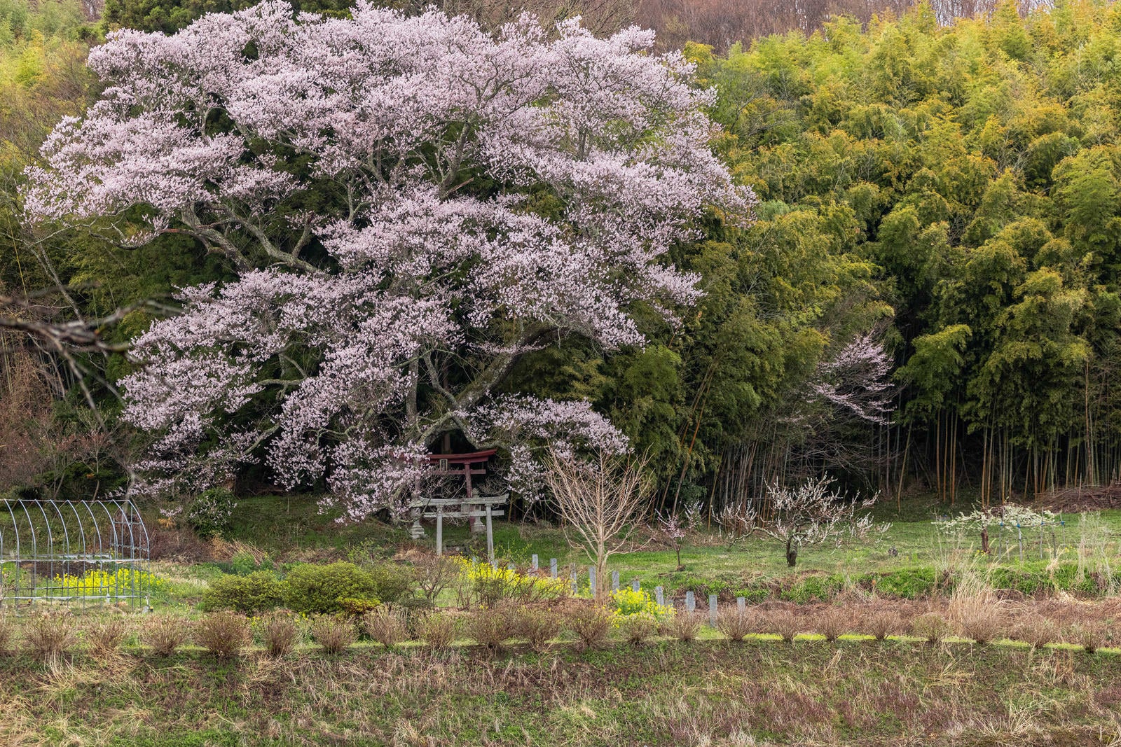 「竹林に包まれる大和田稲荷神社と子授け櫻」の写真