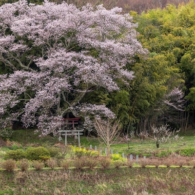 竹林に包まれる大和田稲荷神社と子授け櫻の写真