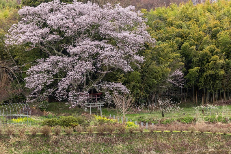 満開の子授け櫻と春の訪れの写真
