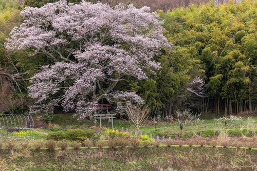 竹林に包まれる大和田稲荷神社と子授け櫻の写真