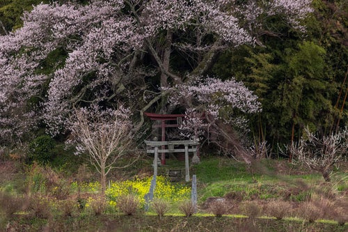 大和田稲荷神社の鳥居の写真