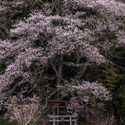 大和田稲荷神社の鳥居に聳える子授け櫻の写真