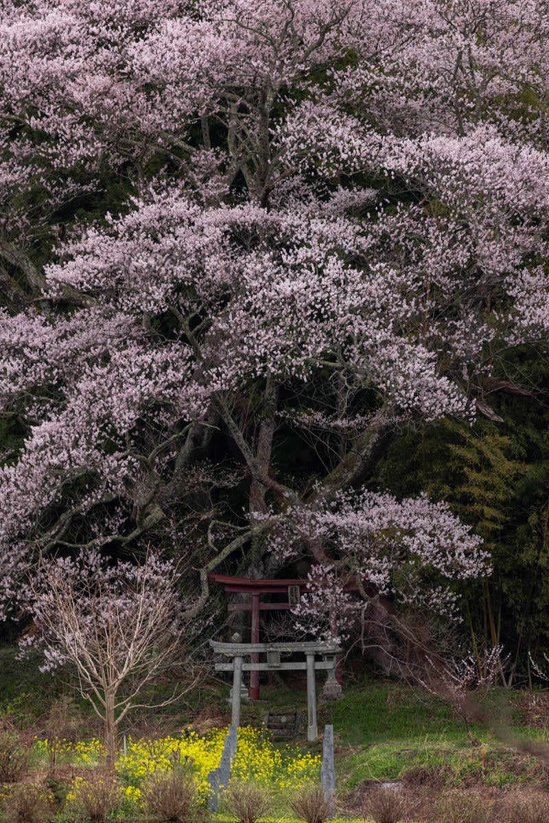 「大和田稲荷神社の鳥居に聳える子授け櫻」の写真