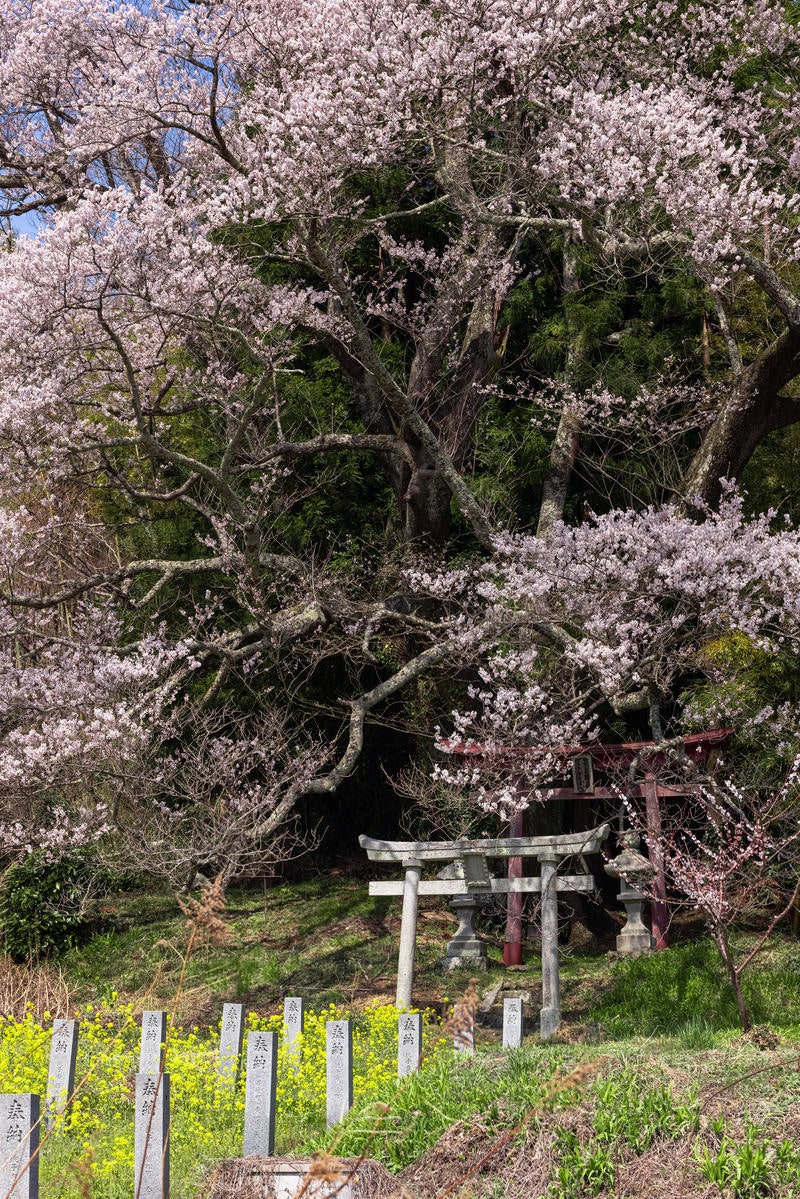 「花をつける子授け櫻と鳥居」の写真