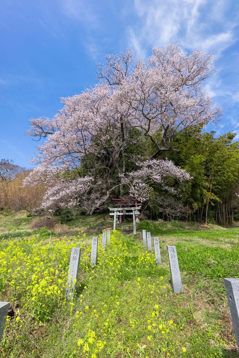 「春の野原と子授け櫻」の写真