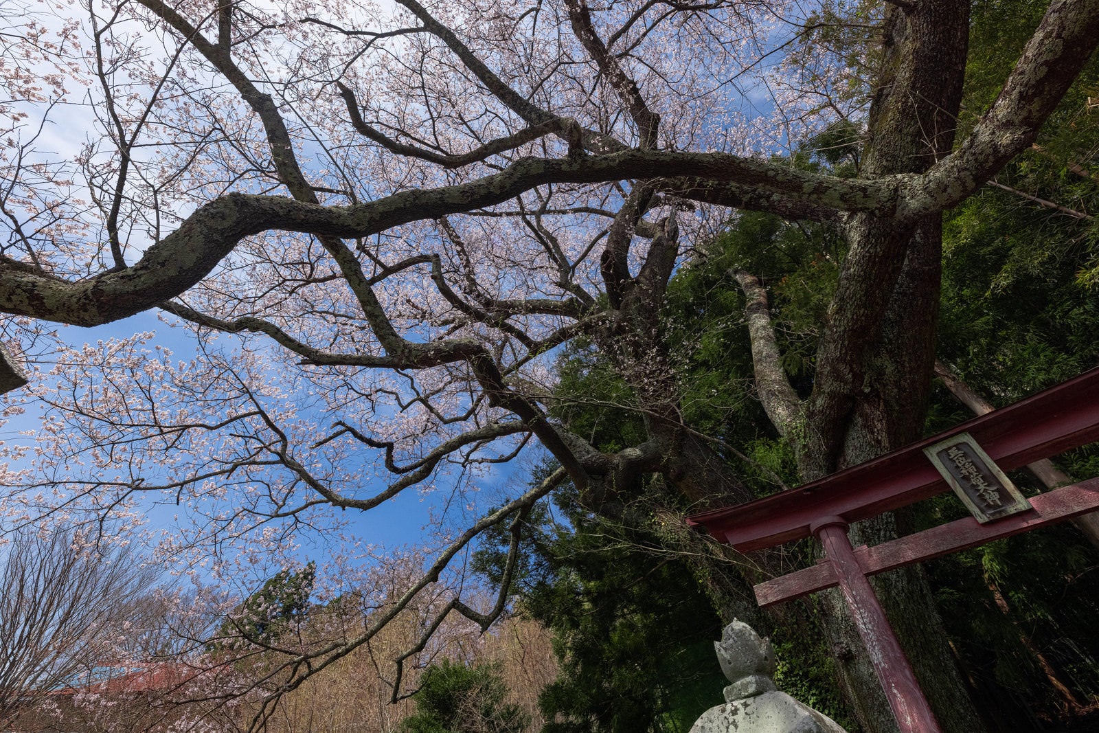 「子授け櫻の枝ぶりと鳥居」の写真