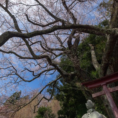 子授け櫻の枝ぶりと鳥居の写真