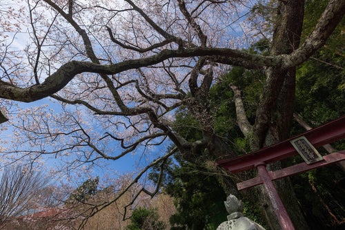 子授け櫻の枝ぶりと鳥居の写真