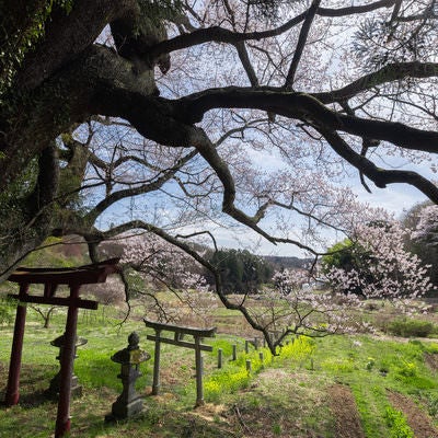 桜の木の下から望む風景（子授け櫻）の写真
