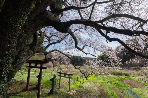 桜の木の下から望む風景（子授け櫻）の写真