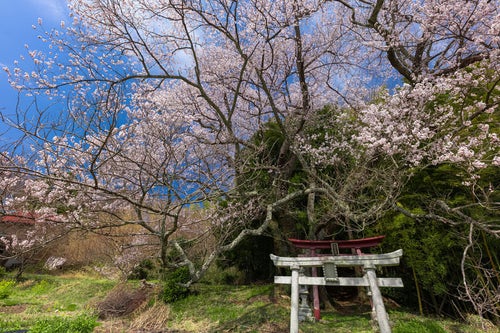 花を付ける桜と鳥居（子授け櫻）の写真