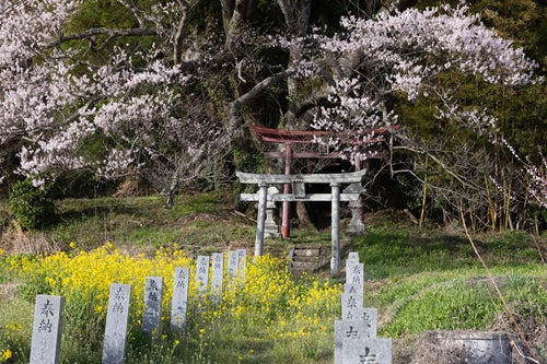 菜の花と桜で色付く鳥居（子授け櫻）の写真