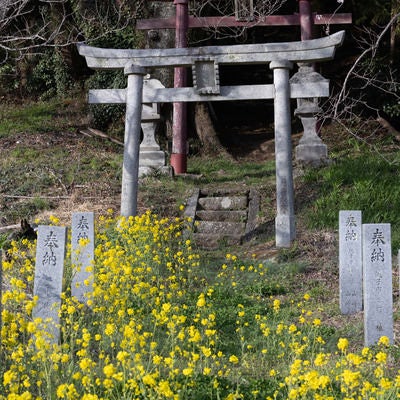 菜の花から続く大和田稲荷神社の鳥居と子授け桜の写真