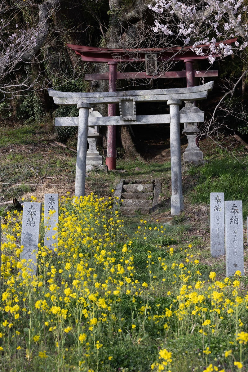 大和田稲荷神社前の石柱の鳥居と満開の菜の花の写真
