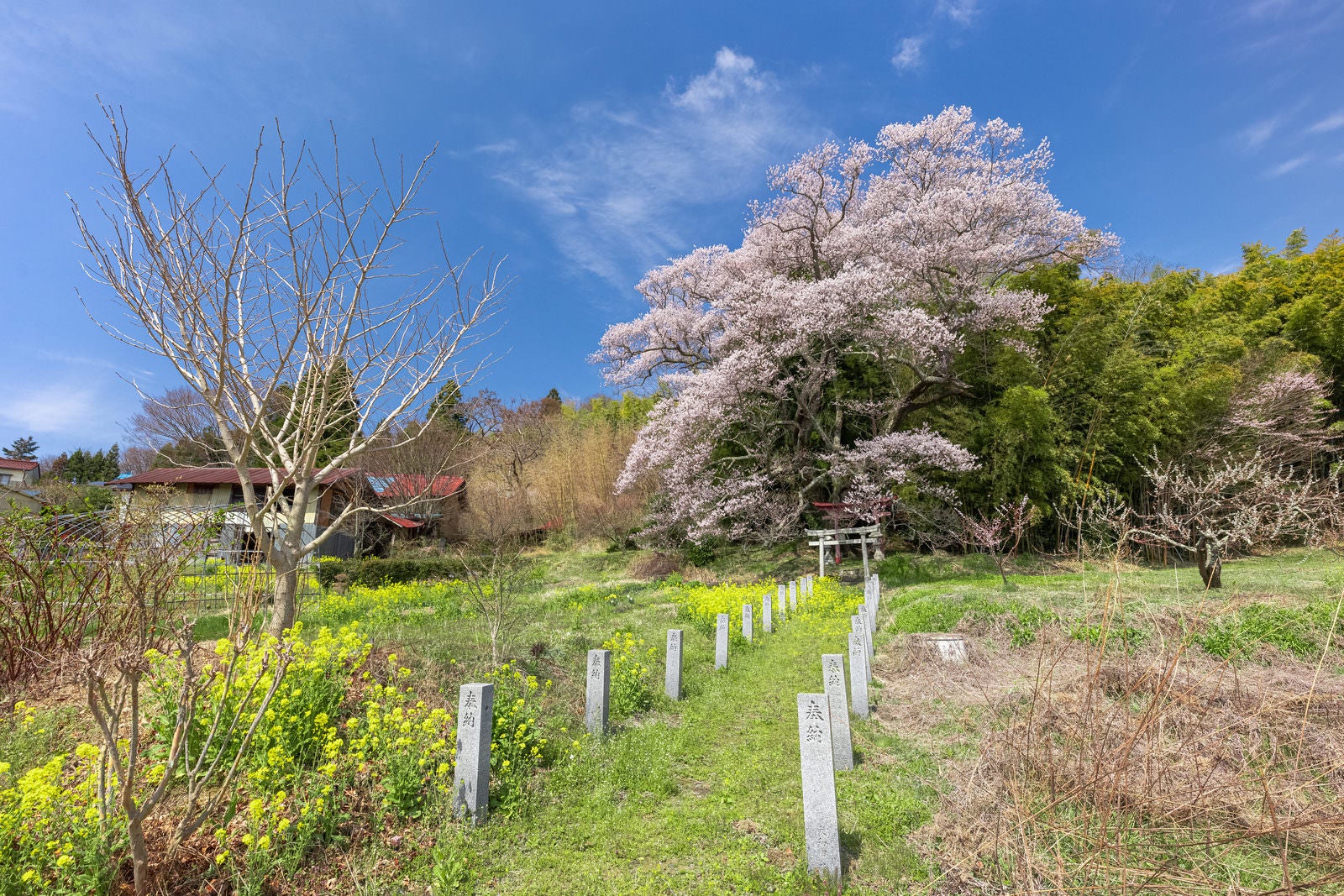 「一本桜と鳥居が美しい福島県郡山市にある「子授け櫻」」の写真