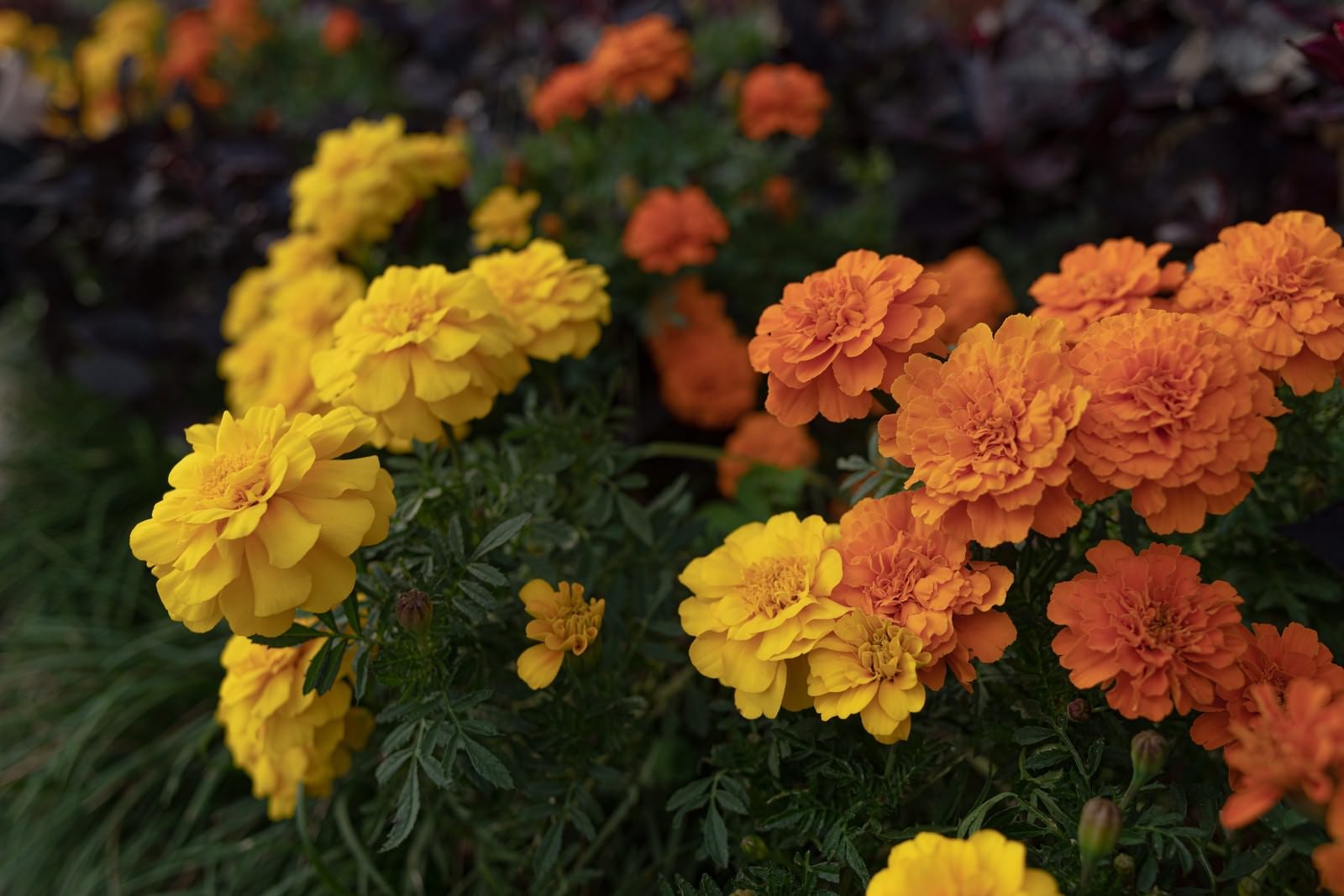 「黄色とオレンジ色のマリーゴールドの花」の写真