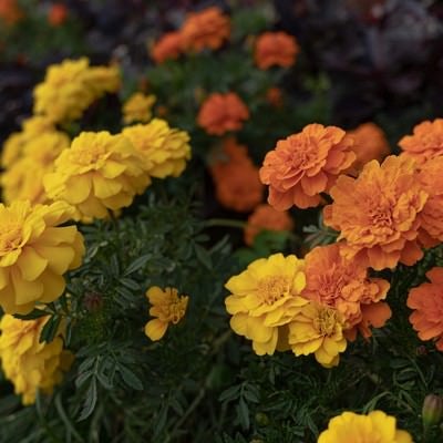 黄色とオレンジ色のマリーゴールドの花の写真