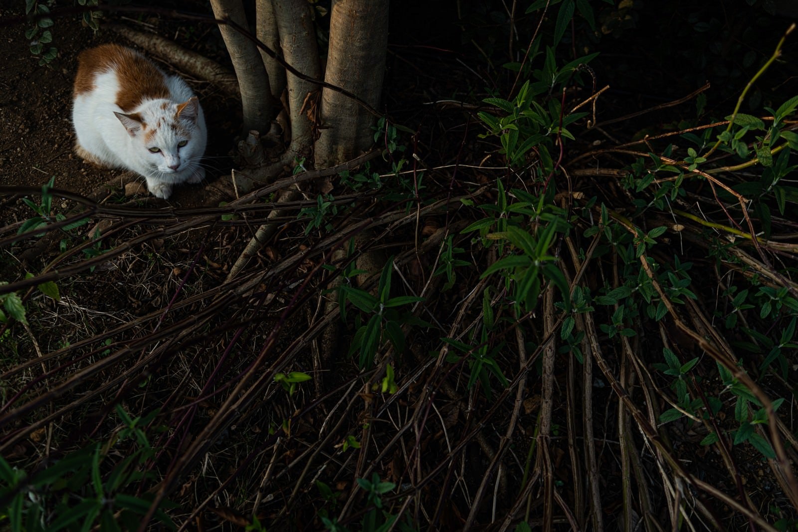 「木の下で身構える猫」の写真