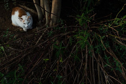 木の下で身構える猫の写真
