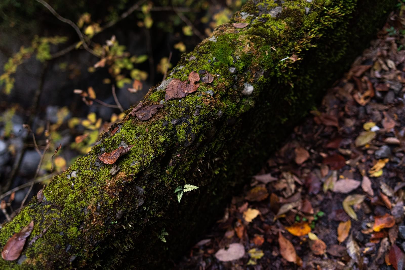 「苔むす小振りの倒木と落葉」の写真