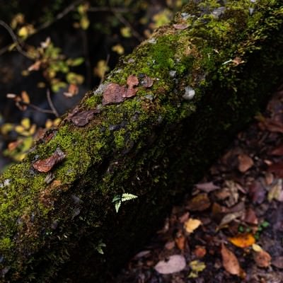 苔むす小振りの倒木と落葉の写真
