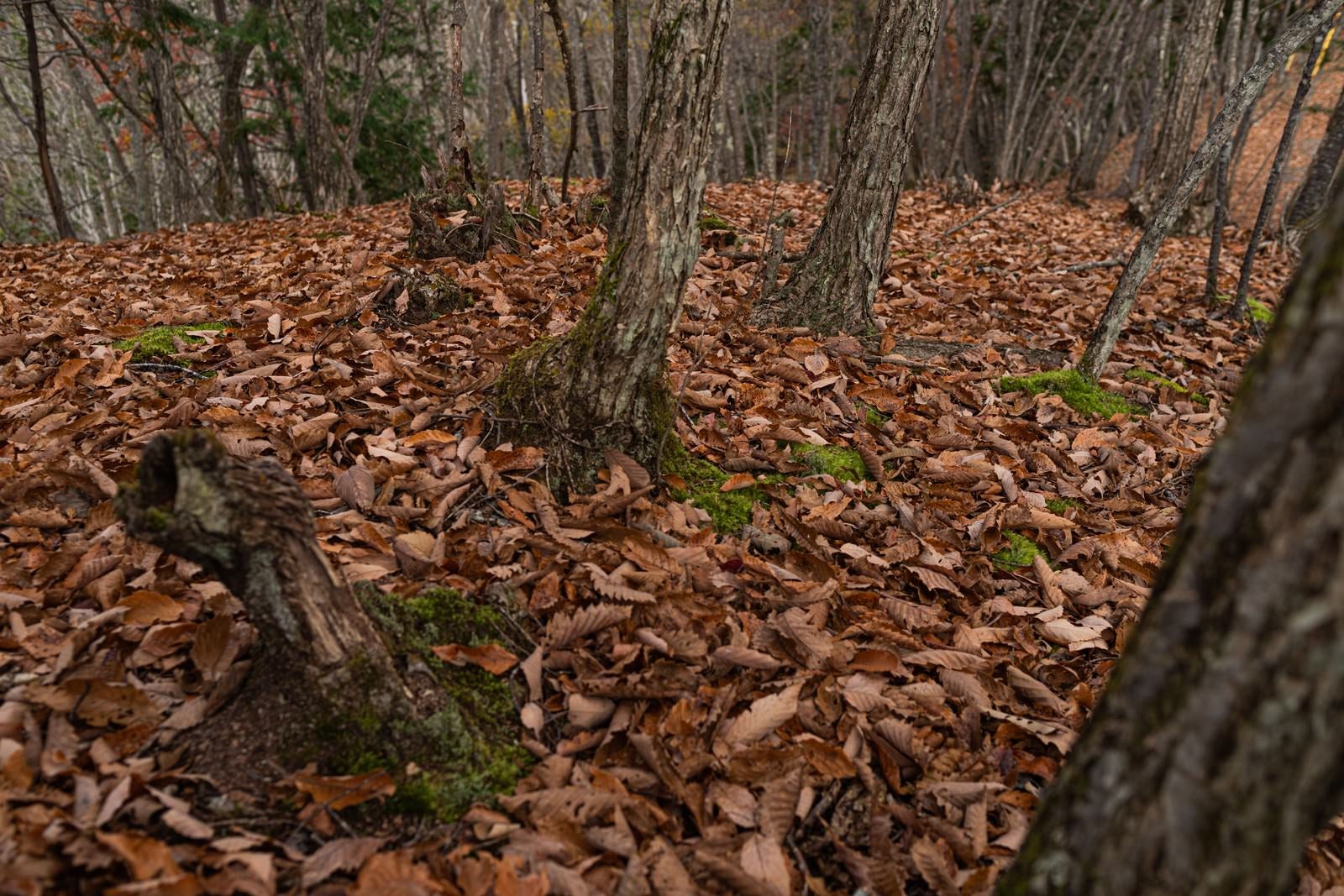 「朽ち葉で覆われる地面」の写真