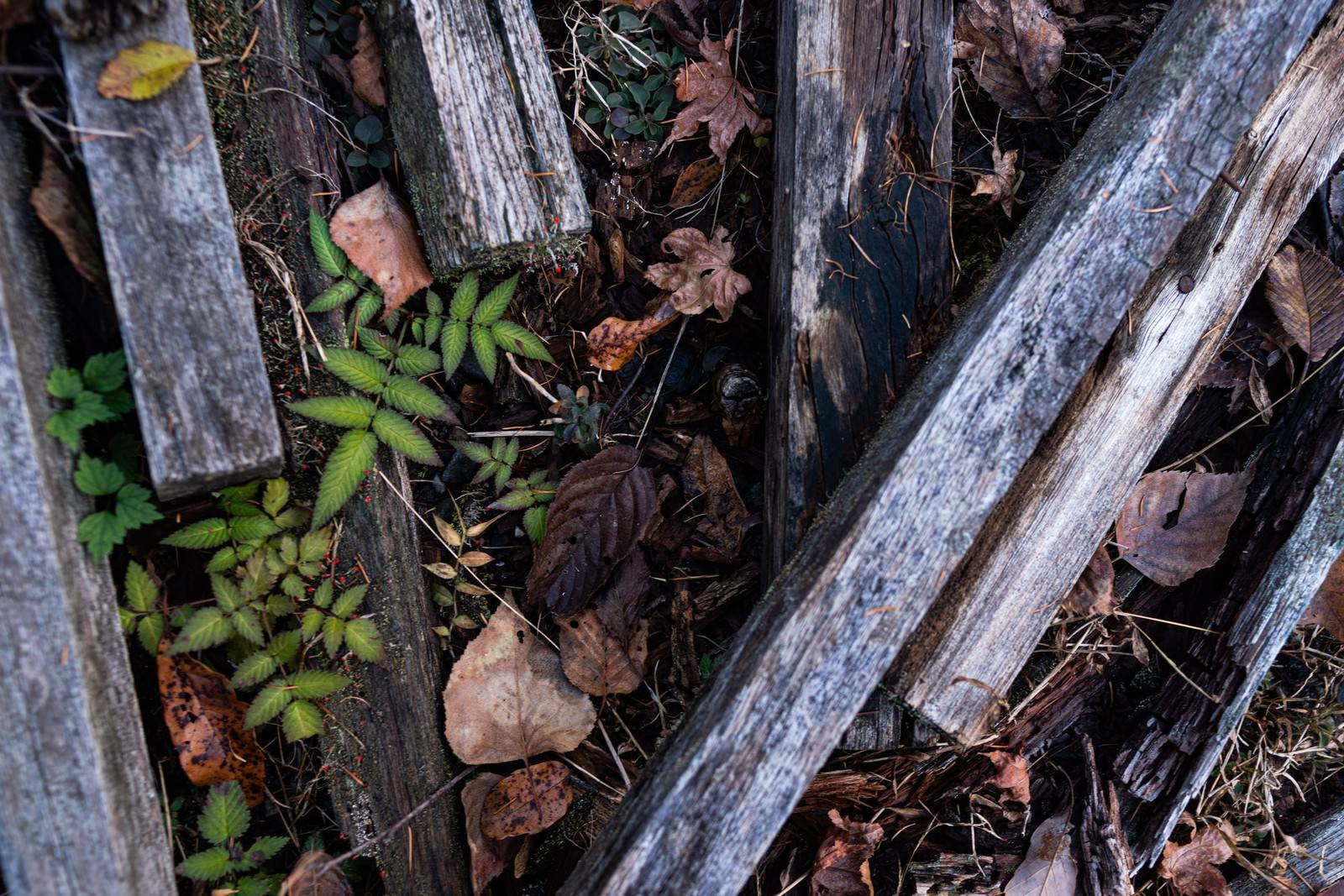 「朽ちた木材と落葉」の写真