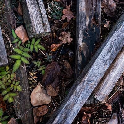 朽ちた木材と落葉の写真
