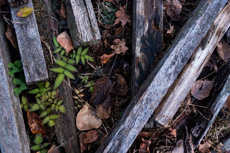 朽ちた木材と落葉の写真