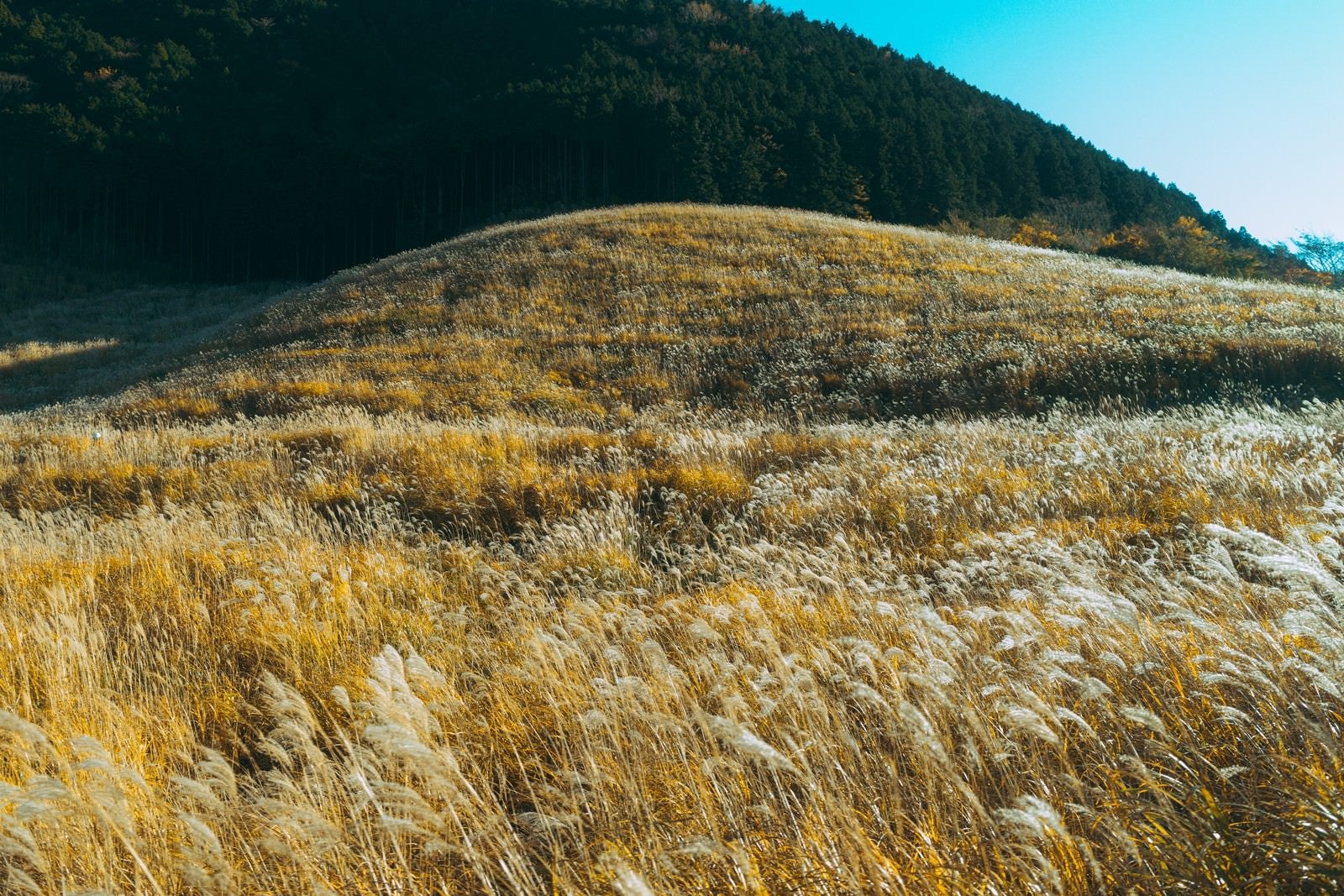 「立ち枯れたススキ高原」の写真