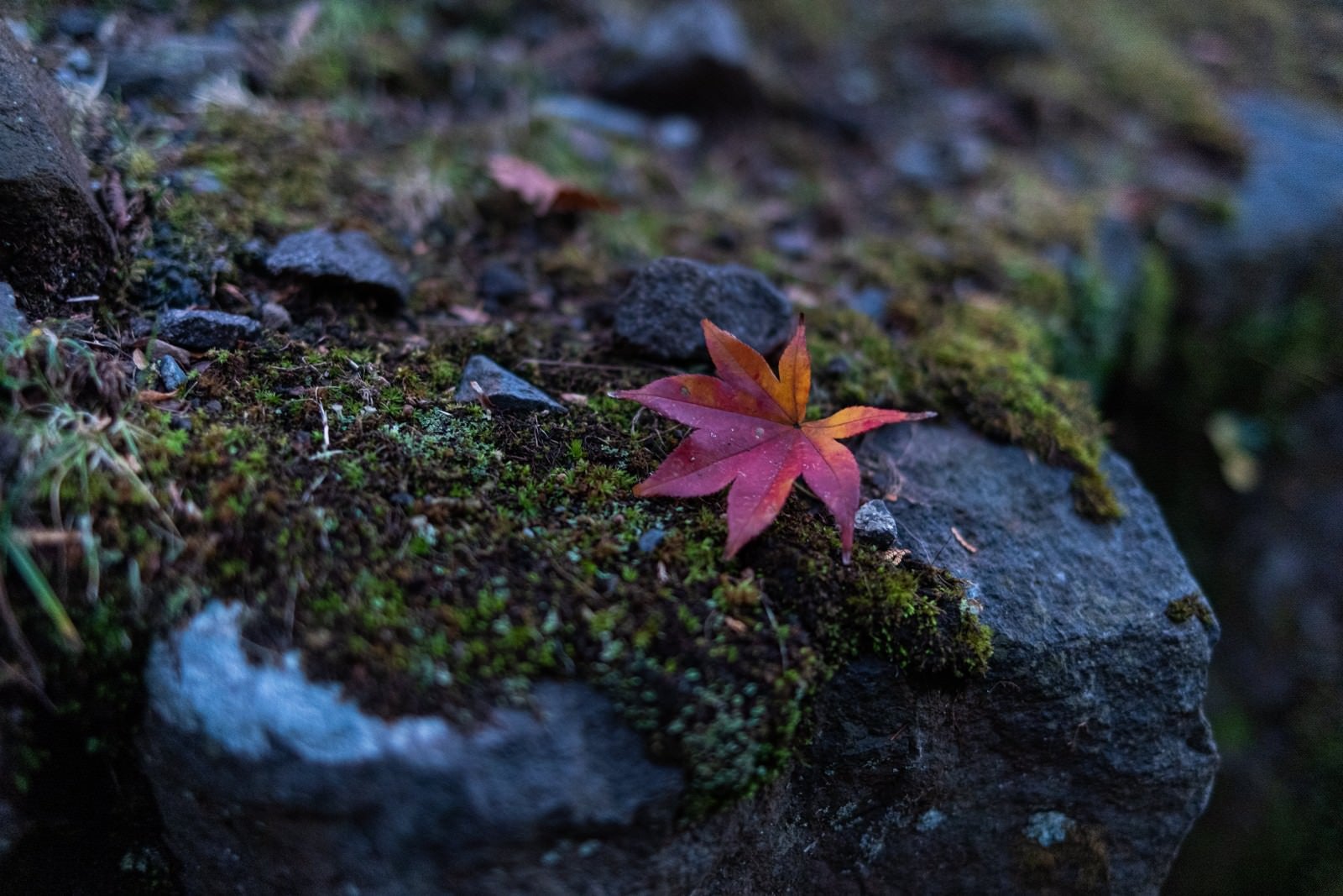 「地面に落ちたもみじの葉」の写真