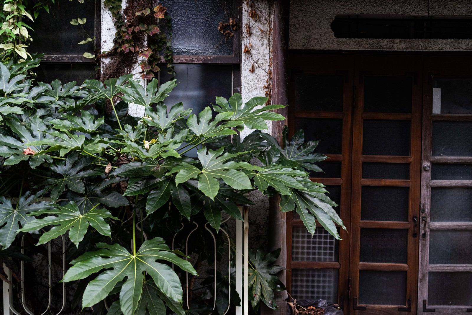 「玄関前に茂る葉っぱ」の写真