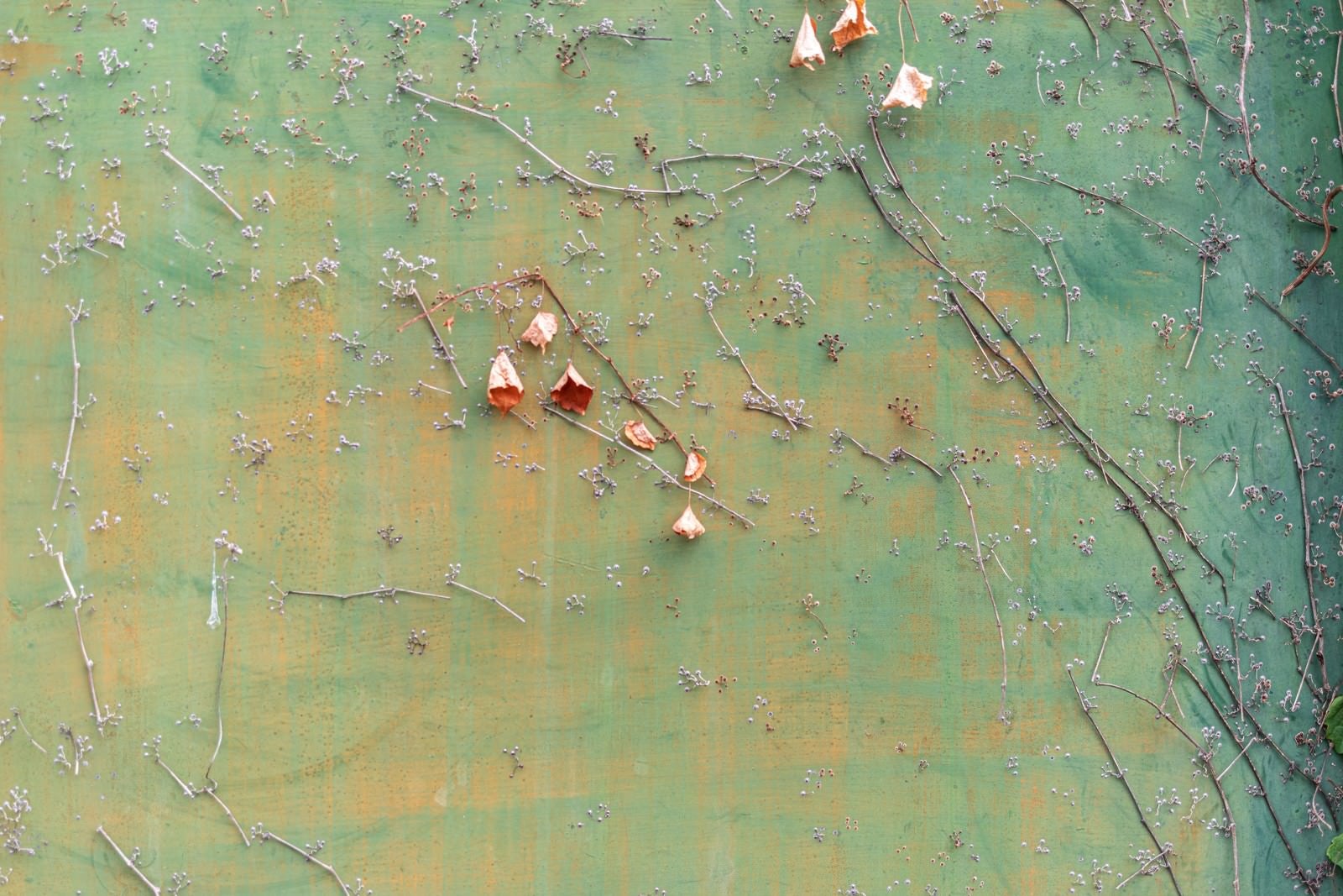 「擁壁に張り付く枯れ葉」の写真