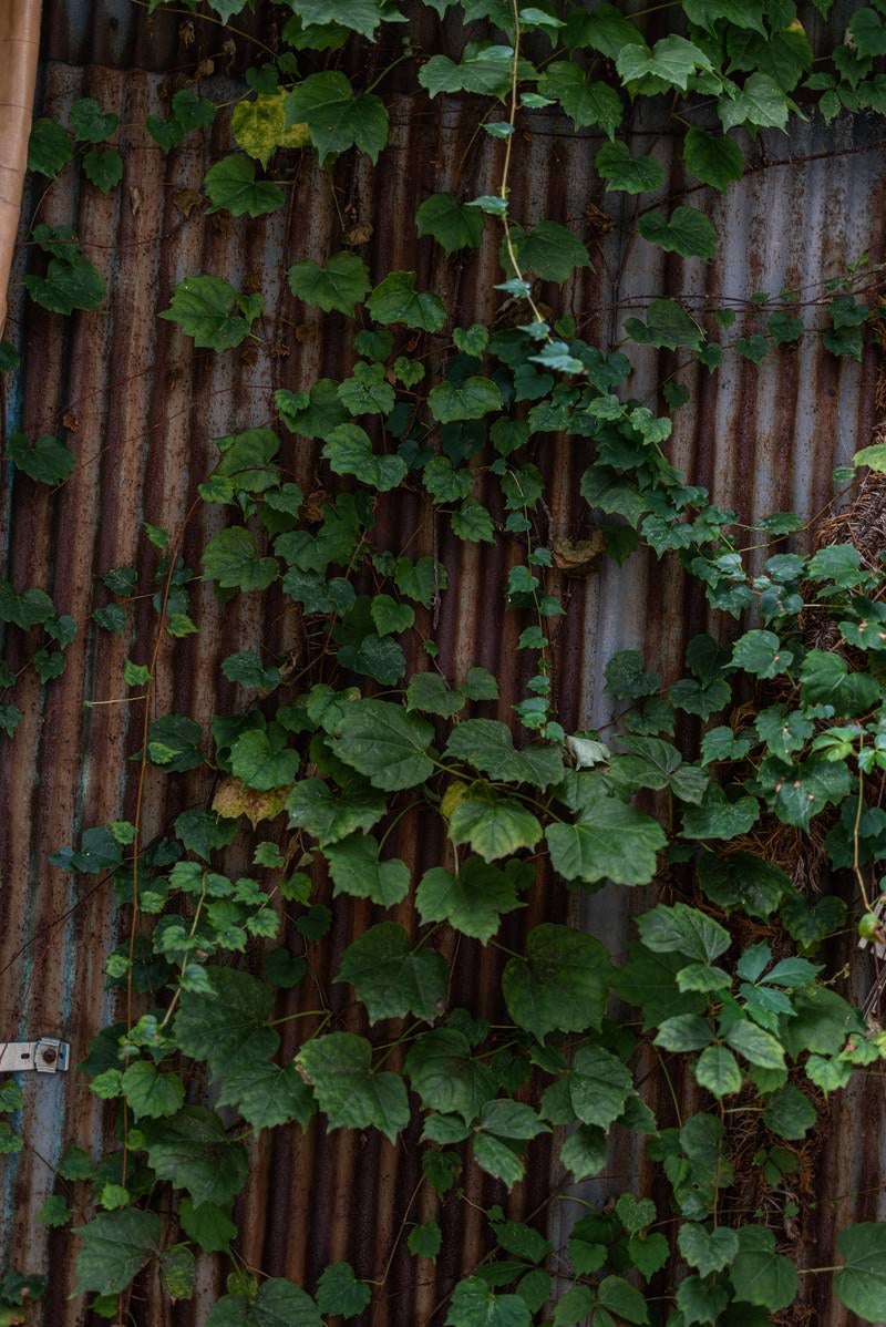 「錆びたトタンと蔦の葉」の写真