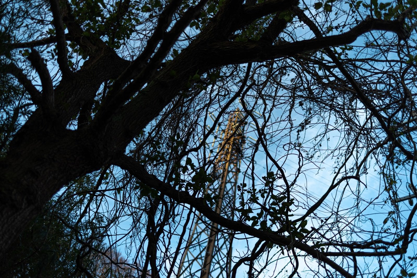 「木々の間から見える鉄塔」の写真