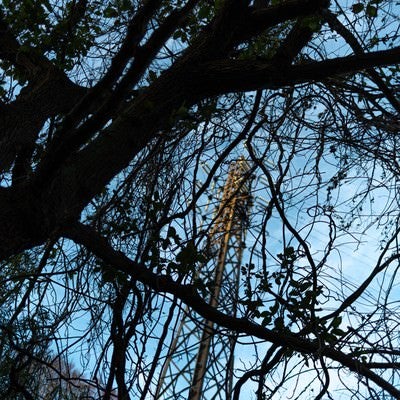 木々の間から見える鉄塔の写真