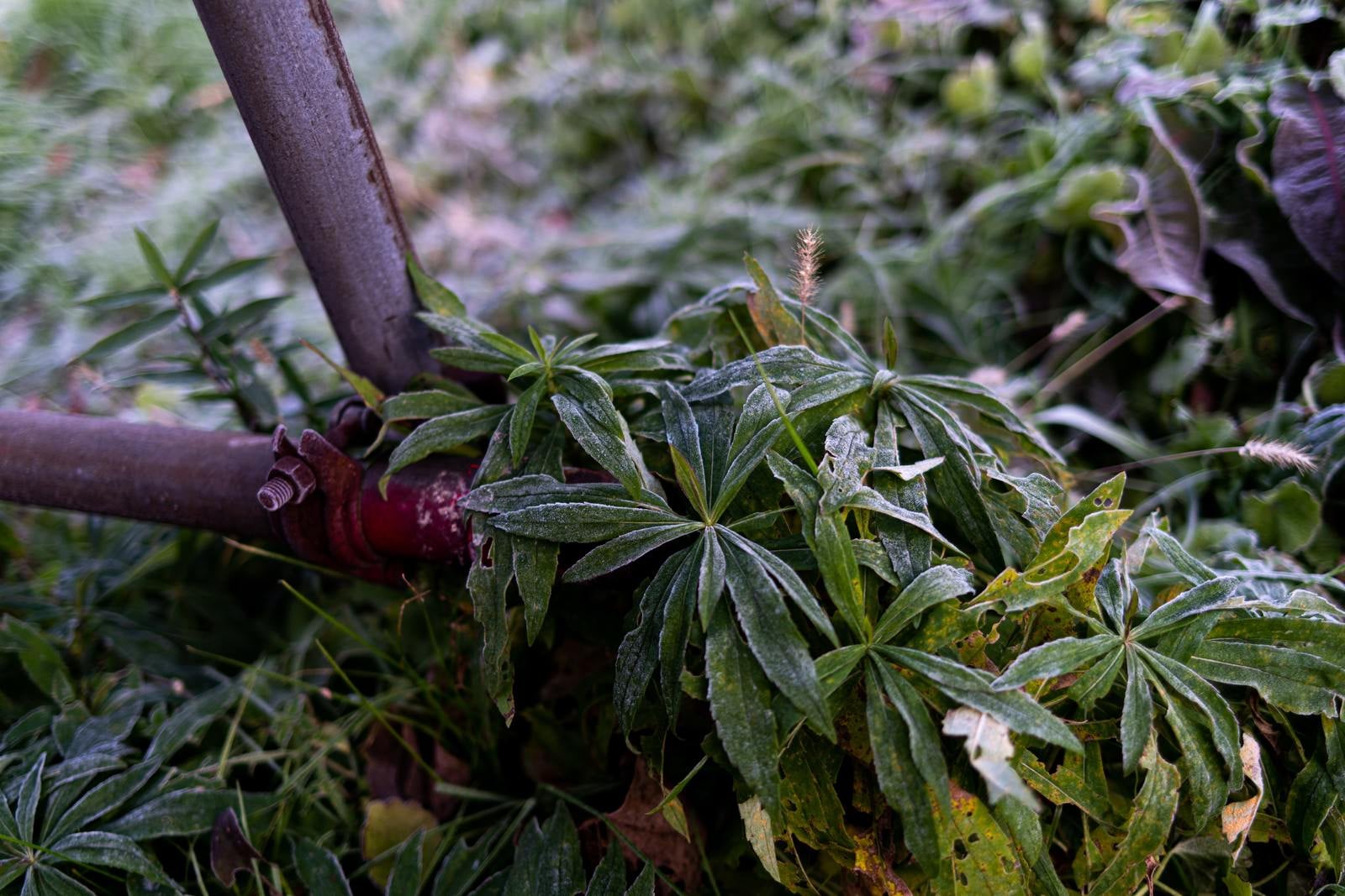 「霜残る草むらと単管パイプ」の写真