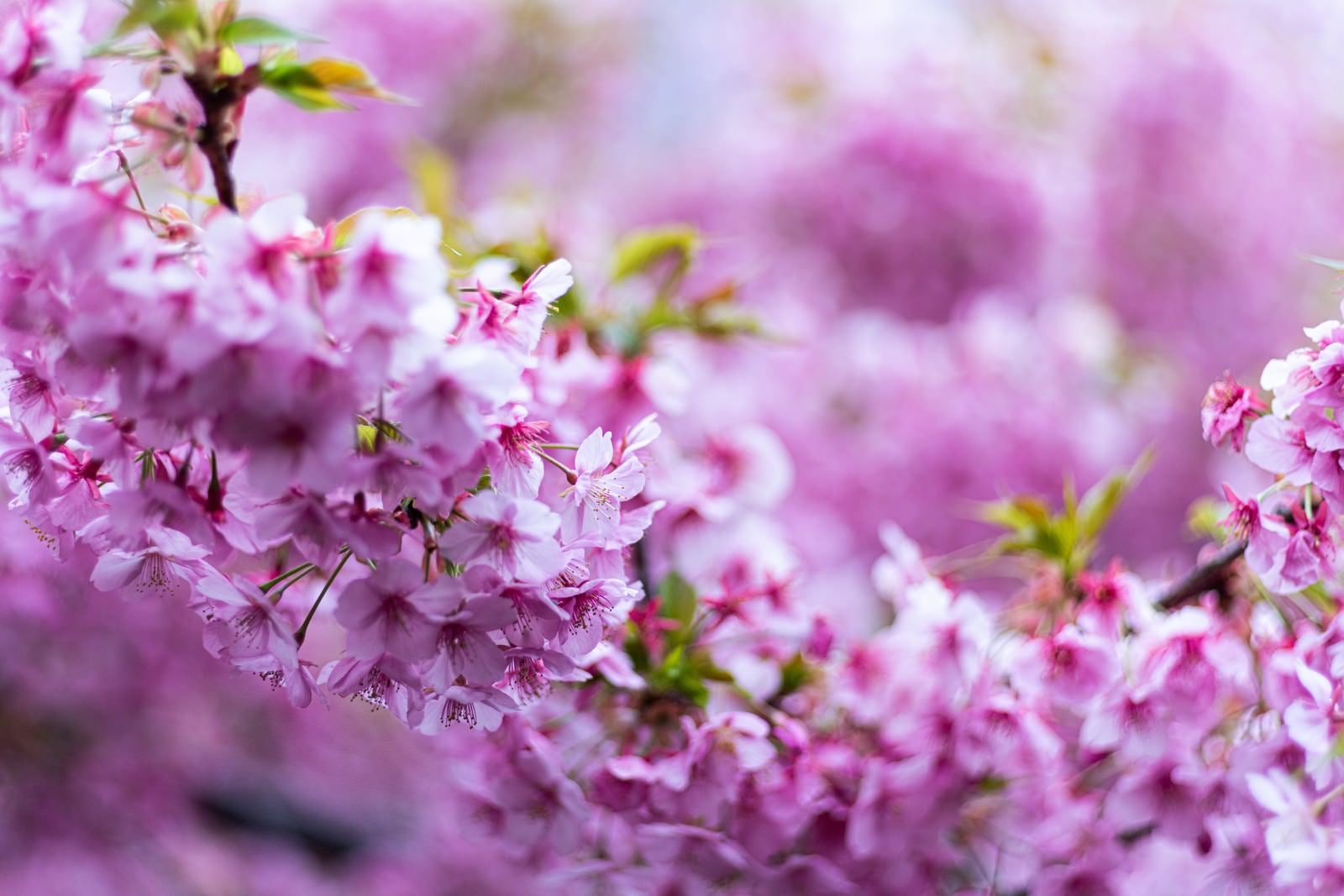 「満開に咲き乱れる桜」の写真