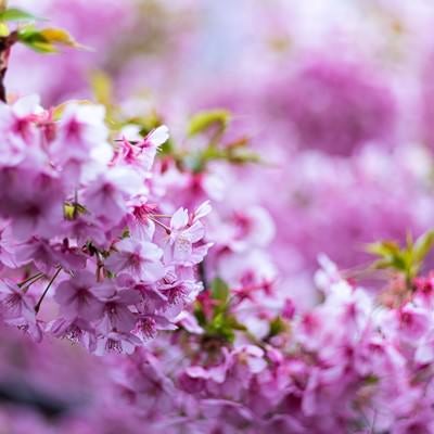 満開に咲き乱れる桜の写真