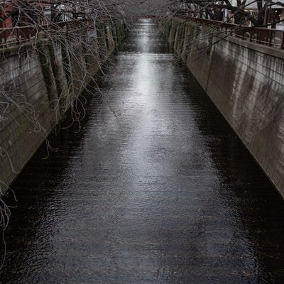 冬の目黒川の写真