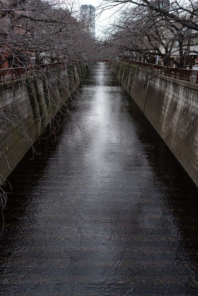「冬の目黒川」の写真