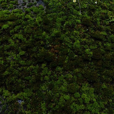 モコモコと成長する苔の写真